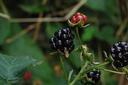 Blackberries I think