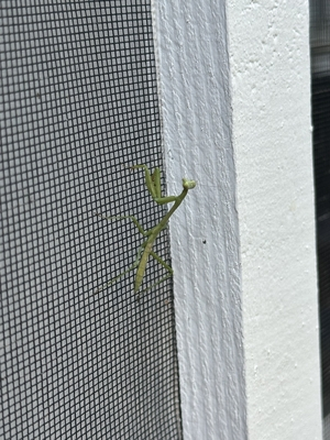 A little praying mantis climbing on the screen on my back porch