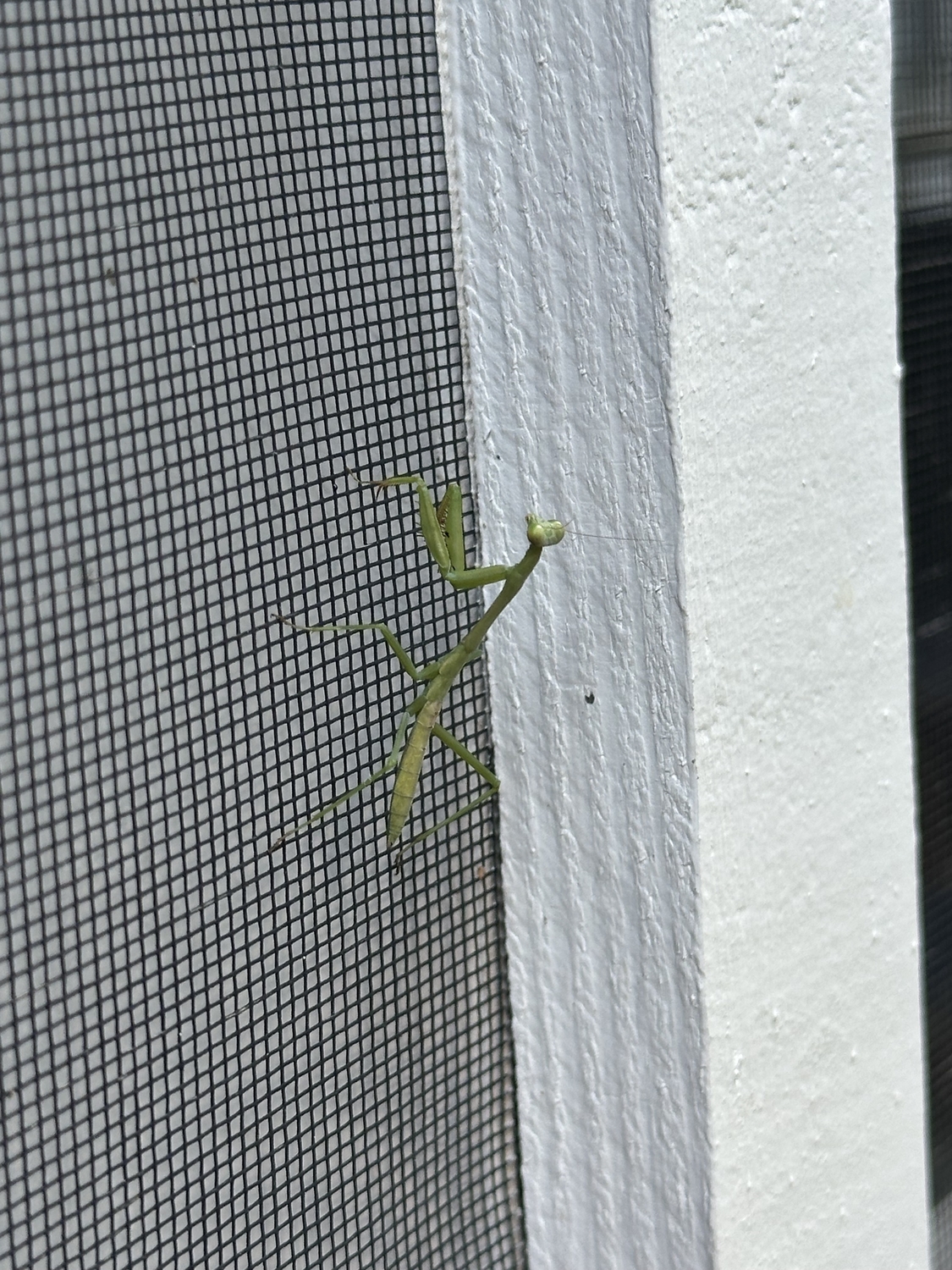 A little praying mantis climbing on the screen on my back porch