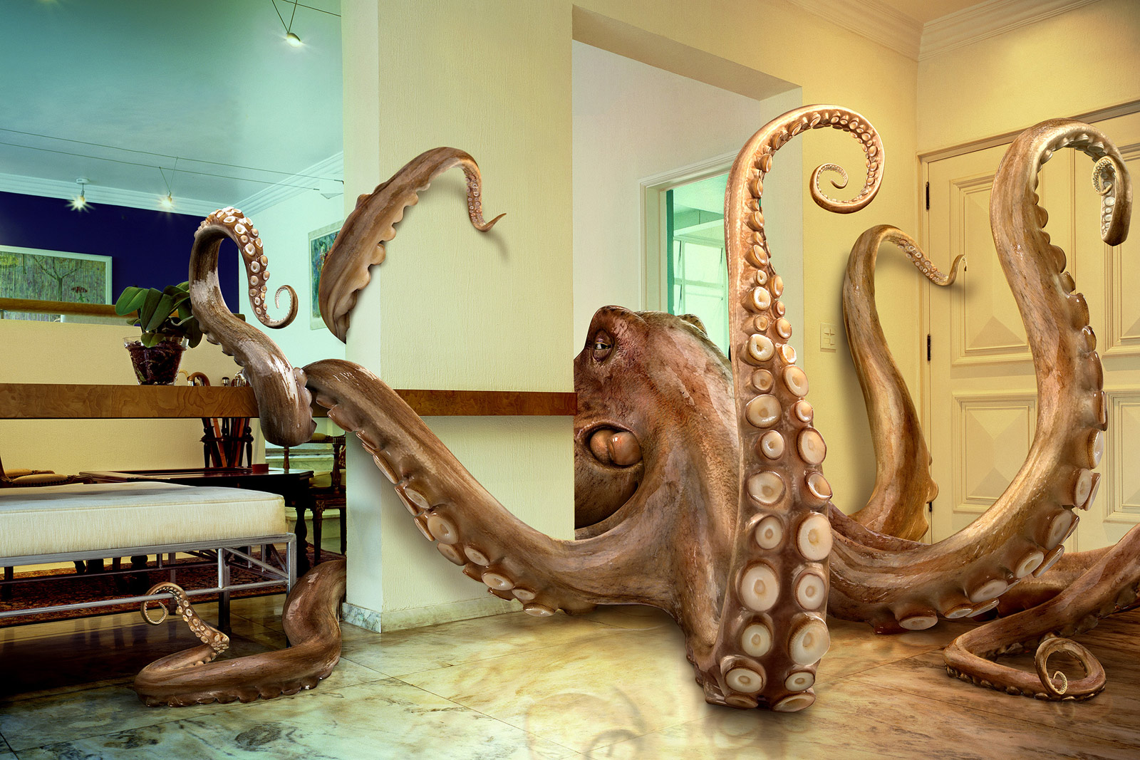 octopus in my living room