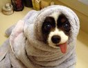 Towel dog